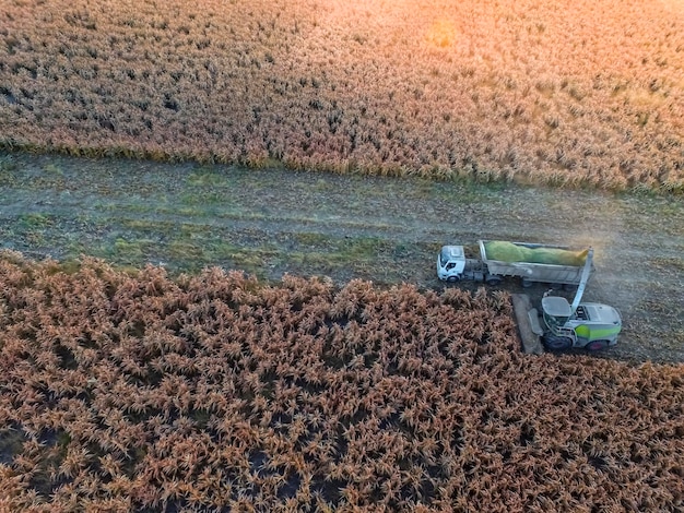 Récolte de sorgho à La Pampa Argentine