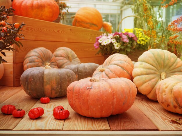 La récolte, style de vie différent de citrouille d'automne.