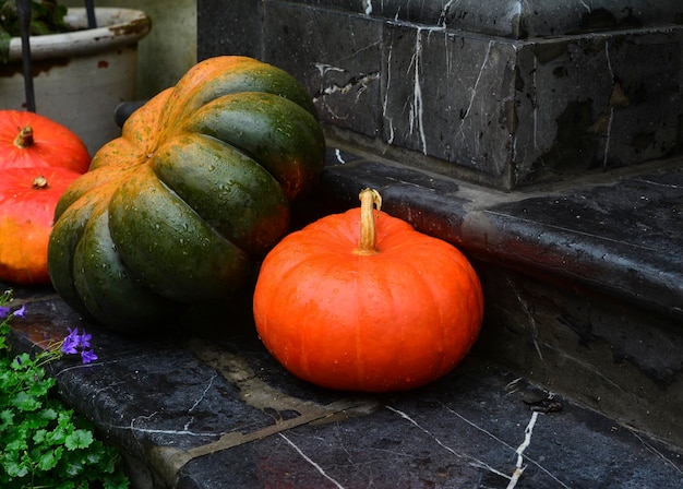 Récolte de Thanksgiving de différentes citrouilles