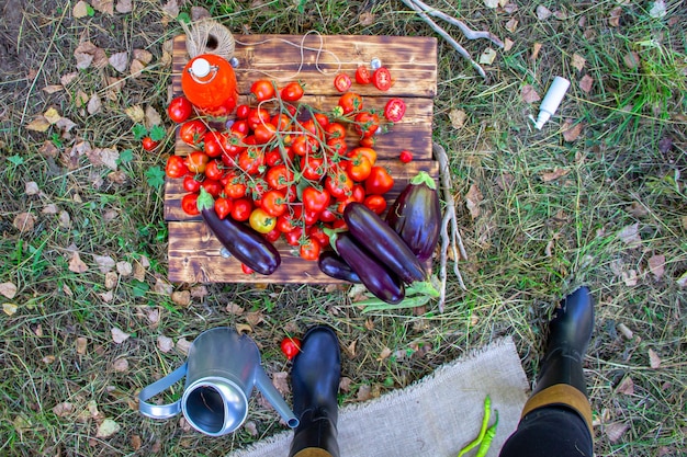 Récolte de tomates et d'aubergines dans un panier dans la forêt