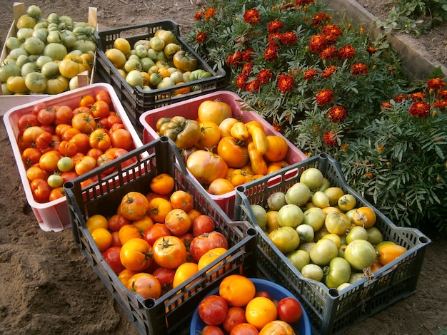 Récolte de tomates rouges, oranges et vertes récoltées dans des caisses. Le concept de la récolte des tomates à la maison.