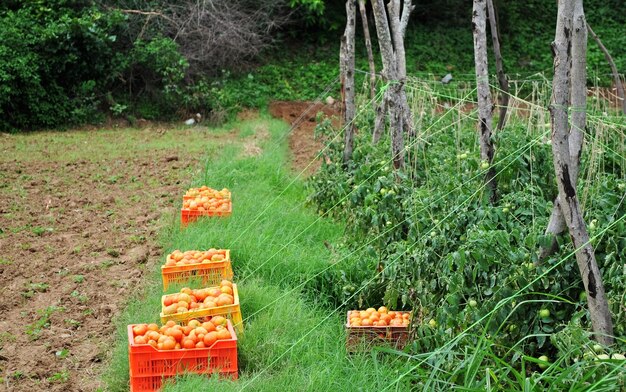 Photo récolte de tomates