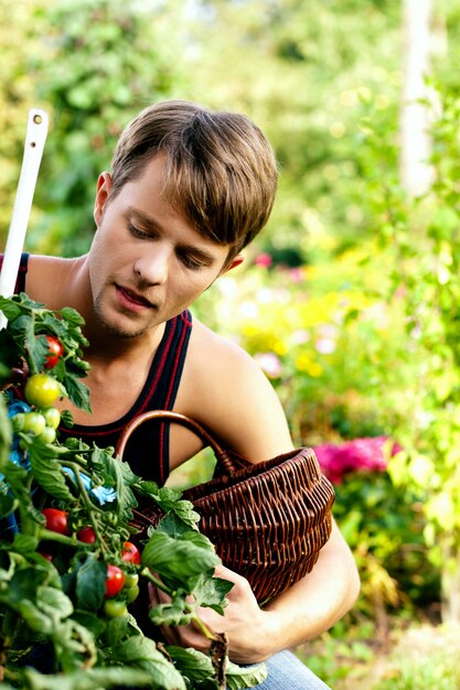 Récolte des tomates