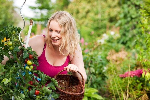 Récolte des tomates