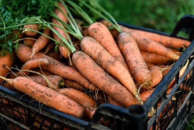 Récolter les carottes. Carotte fraîche dans une boîte noire.