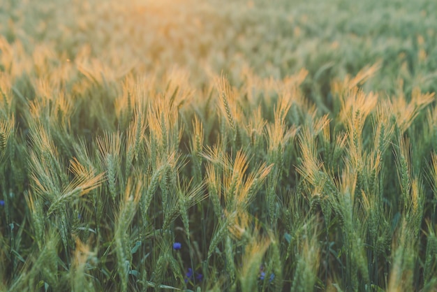 Photo récolter le champ de seigle au soleil du soir