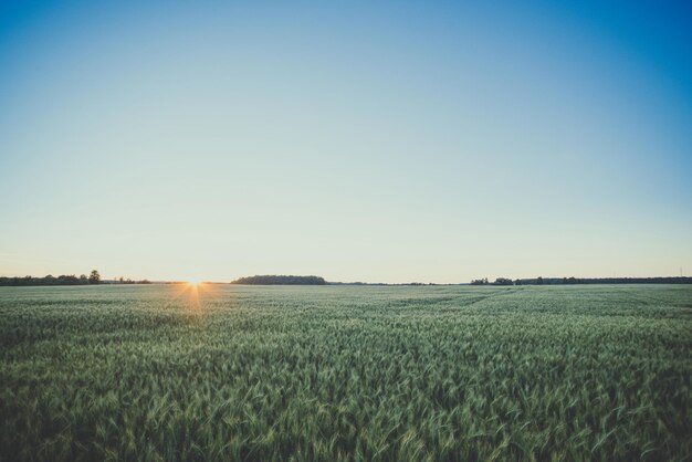 Récolter le champ de seigle au soleil du soir