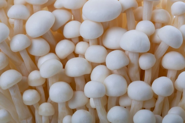 Récolter les champignons comestibles Enokitake Close Up