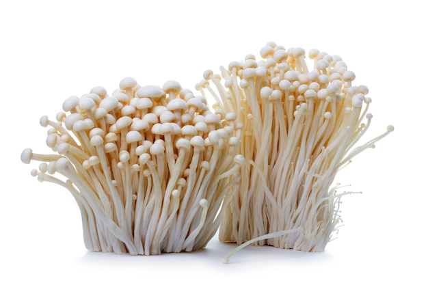 Récolter des champignons Enokitake comestibles sur fond blanc