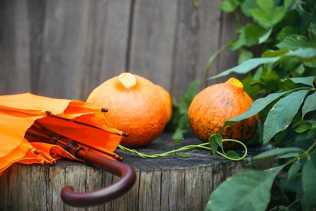 récolter des citrouilles dans la cour de la maison, à côté d'un parapluie orange de la pluie