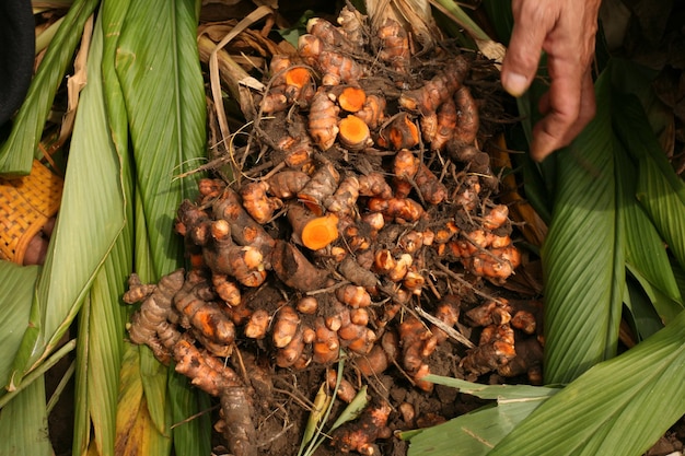 Récolter le curcuma le matin