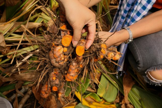 Récolter le curcuma le matin