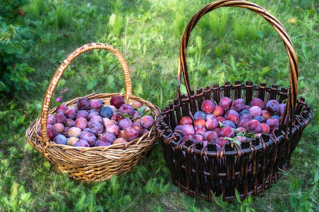 Récolter dans un panier des prunes fraîches dans le jardin d'été à la campagne