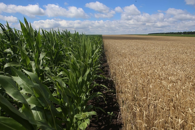 Récolter du blé et du maïs mûrs sur le terrain en cultivant une bonne fertilisation du solxDxA