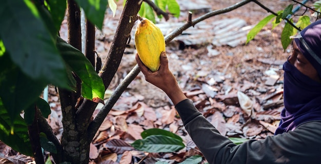 Récolter l'entreprise de cacao agricole produit la main d'un agriculteur de cacao tenant des cabosses de cacao mûres jaunes