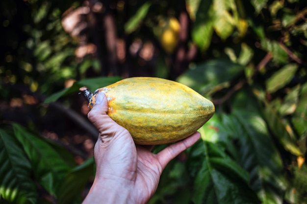 Récolter l'entreprise de cacao agricole produit la main d'un agriculteur de cacao tenant mûr jaune
