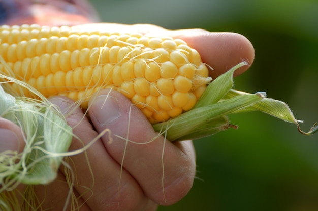 Récolter des épis de maïs non emballés prêts dans les mains de l'agriculteur gros plan