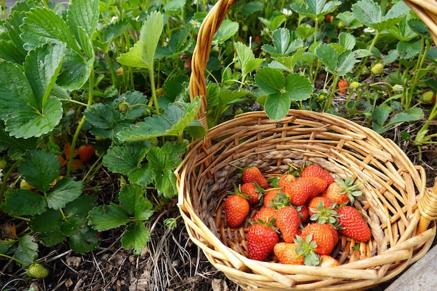 récolter des fraises dans le jardin comment cueillir des fraises dans des plates-bandes surélevées