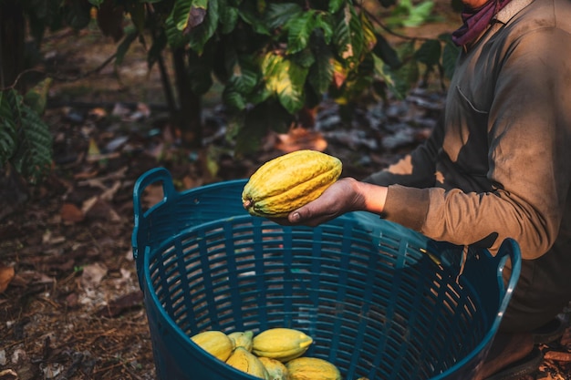 Récolter le fruit du cacao agricole produit des cabosses de cacao mûres jaunes dans un panier