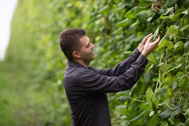 Récolter des haricots Portrait d'un agriculteur sur un champ vert