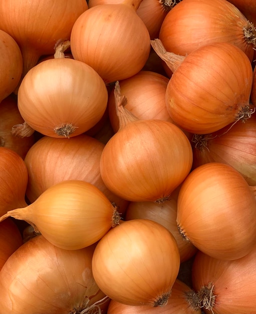 récolter des légumes biologiques