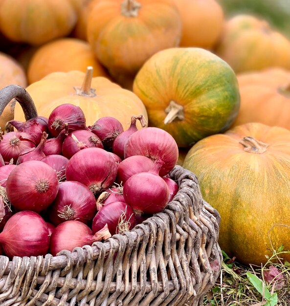 récolter des légumes biologiques