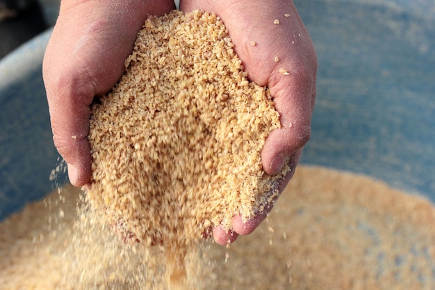 Récolter les mains de l'agriculteur tenant des grains de blé