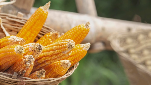 Récolter le maïs sur le panier du champ dans la vie agricole