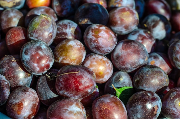 Récolter des prunes mûres