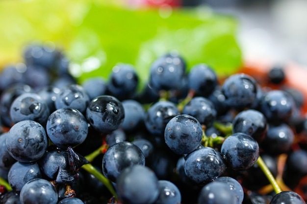 récolter les raisins bleus frais d'isabella