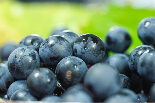 récolter les raisins bleus frais d'isabella