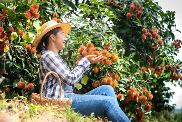 Récolter le ramboutan par une agricultrice intelligente dans une ferme biologique de fruits de ramboutan