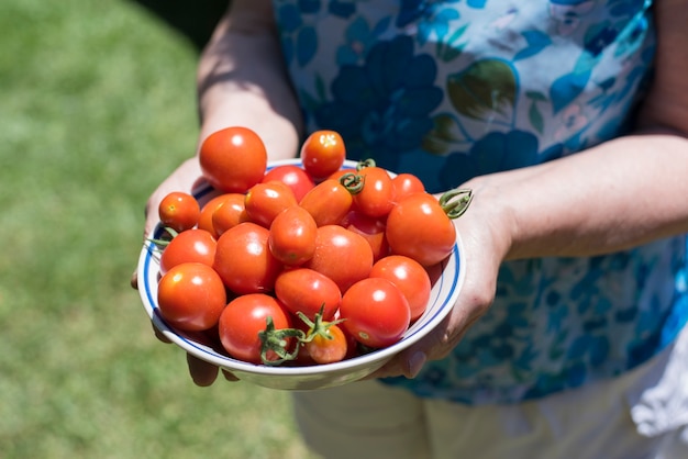 Récolter des tomates dans le jardin