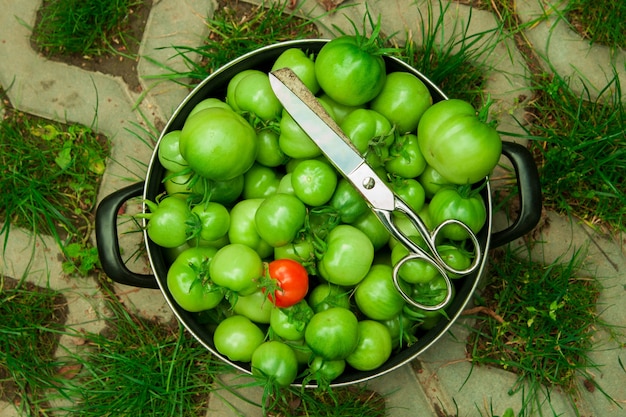 Récolter les tomates vertes au sol dans un pot