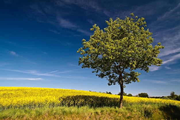 Les récoltes et les arbres sur le champ pendant la journée ensoleillée