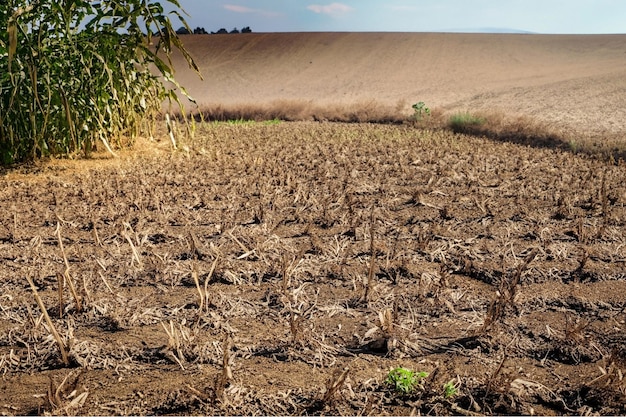 Les récoltes fanées et le sol desséché dans une ferme en sécheresse prolongée due au changement climatique