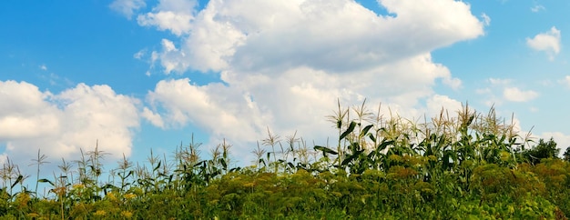 Photo des récoltes de maïs et d'aneth sur le fond d'un ciel bleu avec des nuages blancs
