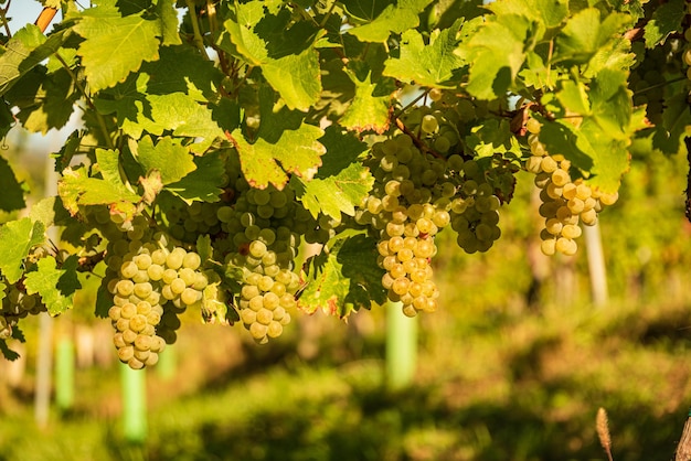 Récoltes de raisins blancs avec des feuilles vertes sur la vigne fruits frais Récolte au début de l'automne