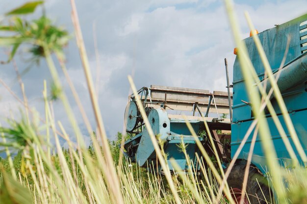 Un récolteur en train de récolter la récolte dans la plantation de chanvre