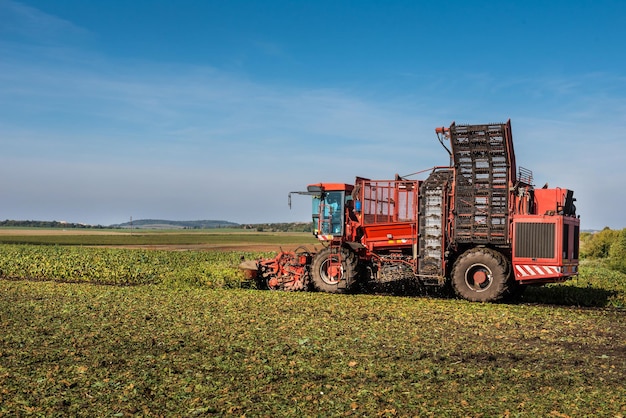 Récolteuse de betteraves sur betteraves sucrières dans un champ à la fin de la saison d'automne.