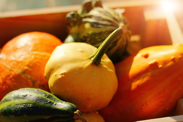 Récoltez des citrouilles décoratives dans une boîte en bois.