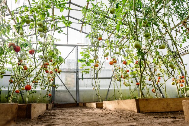 Récoltez la maturation des tomates en serre.