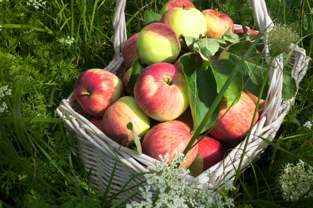 Récoltez les pommes mûres dans le panier sur l&#39;herbe.