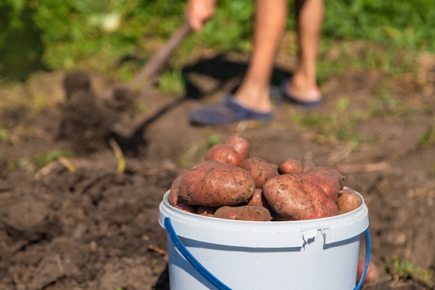 Récoltez des pommes de terre dans le jardin d'un agriculteur. Mise au point sélective. La nature.