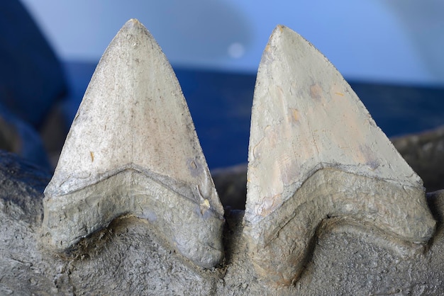 Reconstruction des dents du plus grand requin