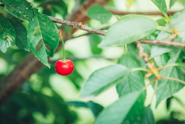 Red cherry berry sur une branche au début de l'été