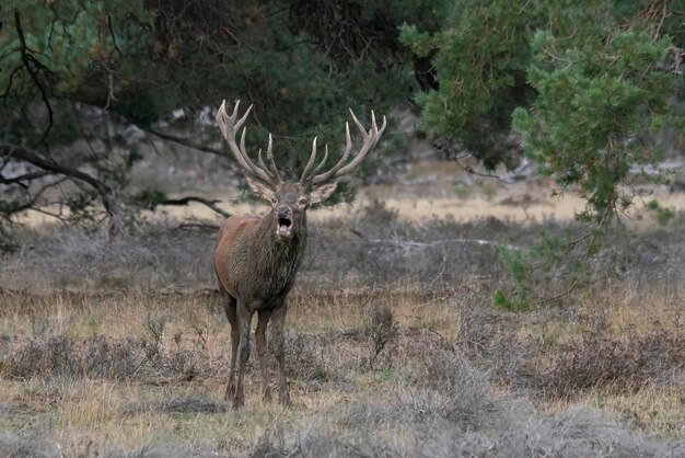 Red Deer (Cervus elaphus) cerf en rut sur le terrain