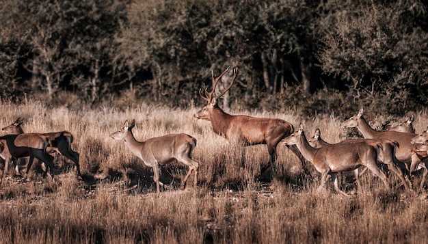 Red Deer dans la réserve naturelle de Parque Luro La Pampa Argentine