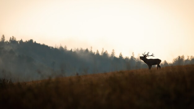 Photo red deer rugissant sur les collines à l'automne