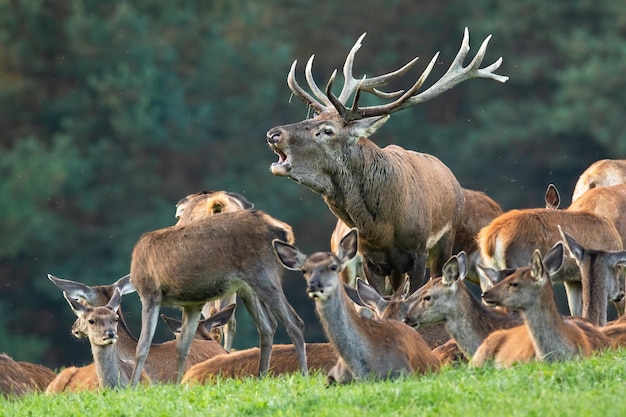 Red Deer rugissant sur les prairies avec des femelles au repos en automne